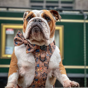 Disney© Bow Tie - Disney Dogs: Regular