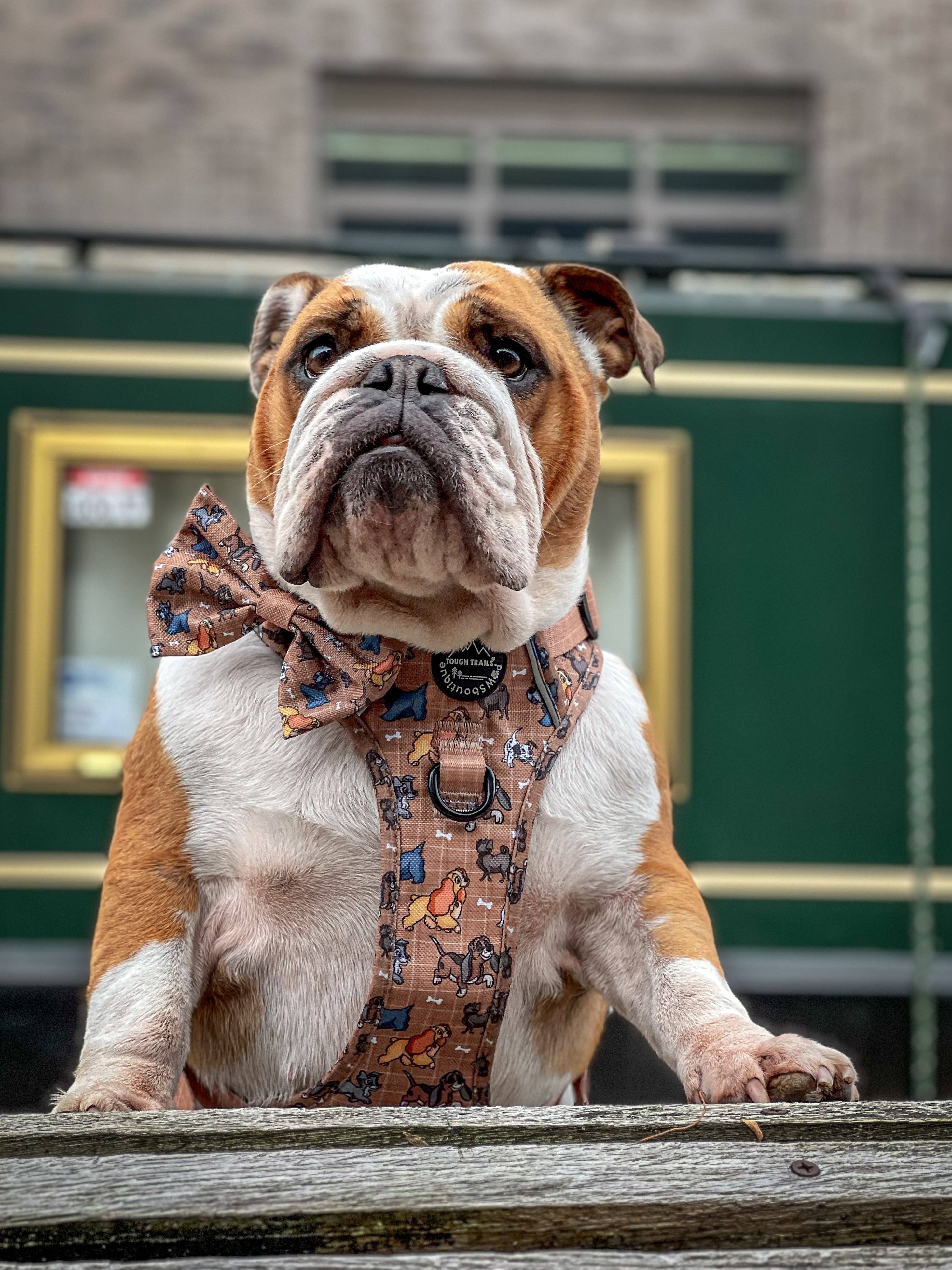 Disney© Bow Tie - Disney Dogs: Regular