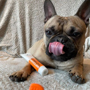 Dog Toothpaste and Toothbrush Set