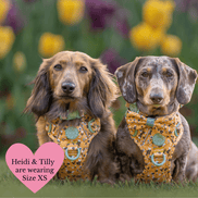 Trail & Glow Dog Harness Bundle Set - Colour Drops - Wanna-Bee: L / L