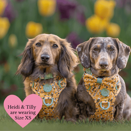 Trail & Glow Dog Harness Bundle Set - Colour Drops - Wanna-Bee: S / S