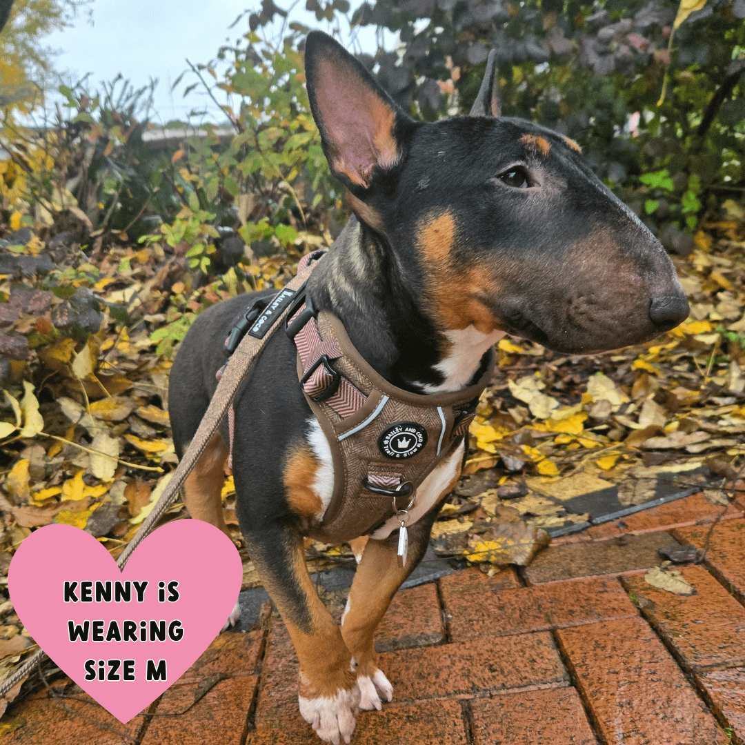 Trail & Glow Tweed Dog Harness - Oxford Tweed: XS