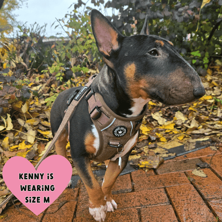 Trail & Glow Tweed Dog Harness - Oxford Tweed: XS