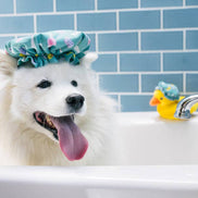 Splish Splash - Shower Quack