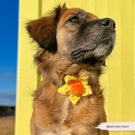 Spring Daffodil Collar Flower