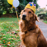 Party Time Canine Crown Plush Dog Toy