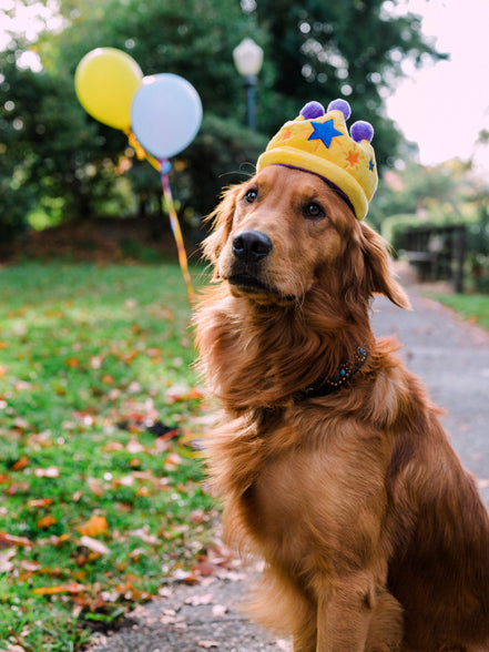 Party Time Canine Crown Plush Dog Toy