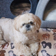 Shih Tzu Dog Blanket
