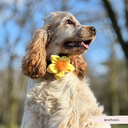 Spring Daffodil Collar Flower