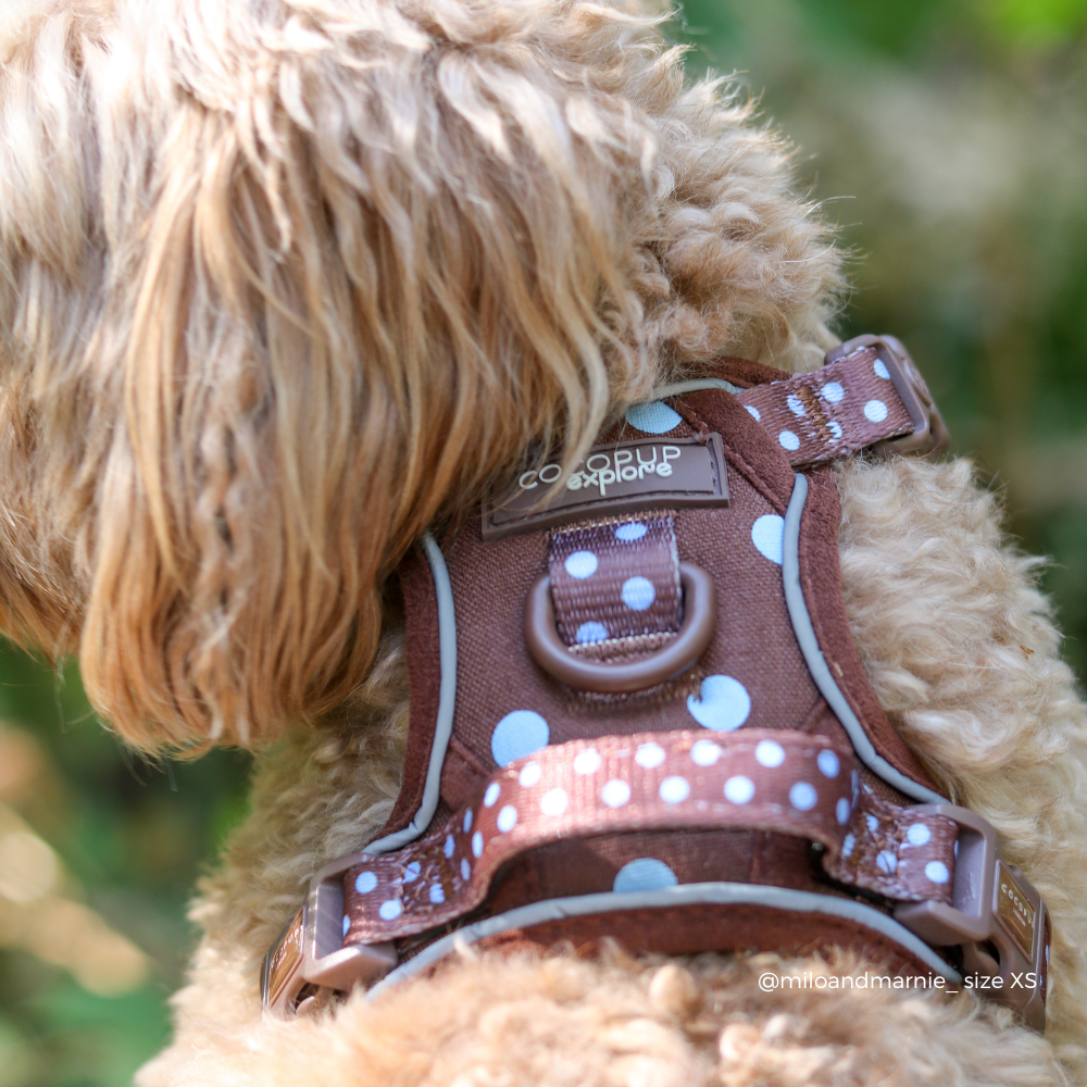 Explore Harness - Biscotti Blue: XS