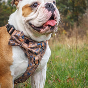 Disney© Bow Tie - Disney Dogs: Regular