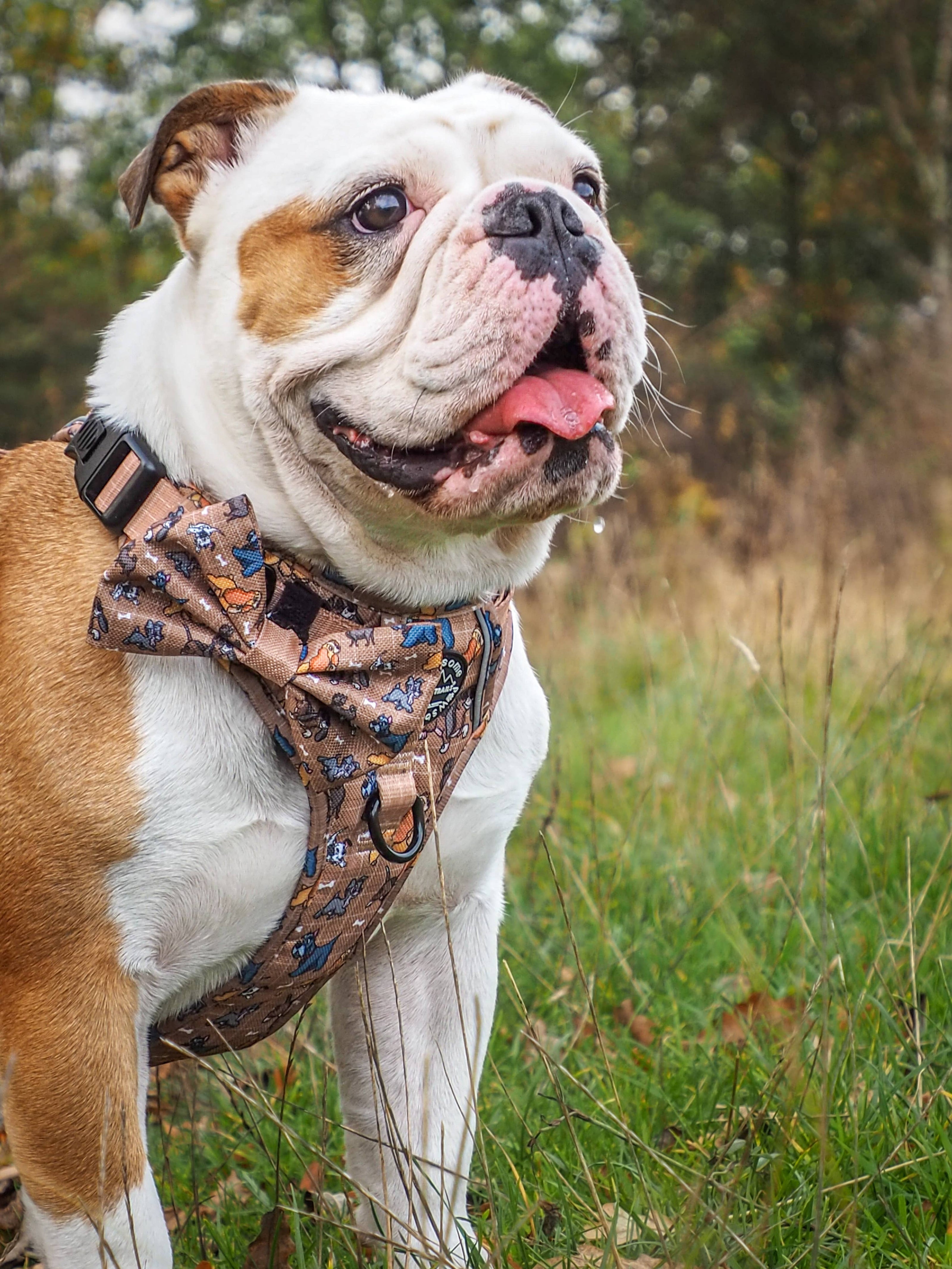 Disney© Bow Tie - Disney Dogs: Regular