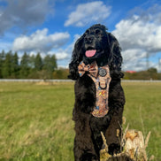 Disney© Bow Tie - Disney Dogs: Regular