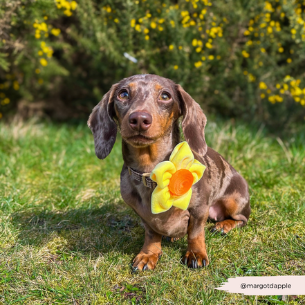 Spring Daffodil Collar Flower