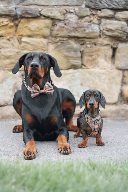 Disney© Bow Tie - Disney Dogs: Regular