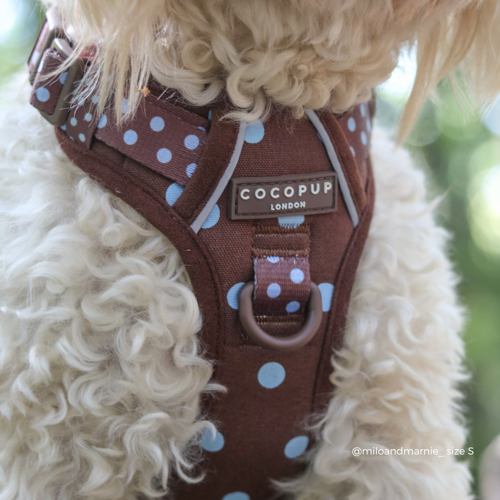 Explore Harness - Biscotti Blue: XS