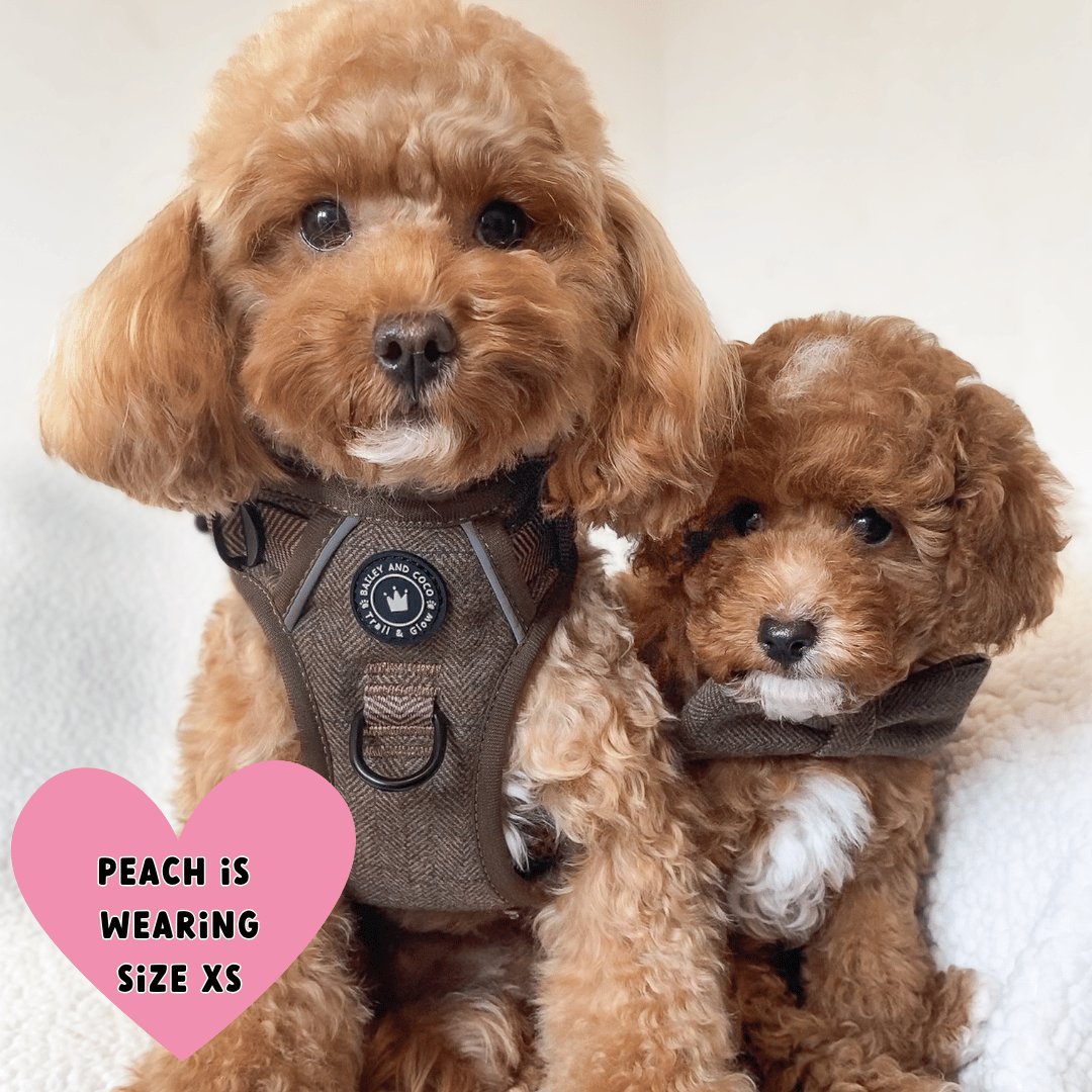 Trail & Glow Tweed Dog Harness - Oxford Tweed: XS