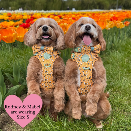 Trail & Glow Dog Harness Bundle Set - Colour Drops - Wanna-Bee: M / M
