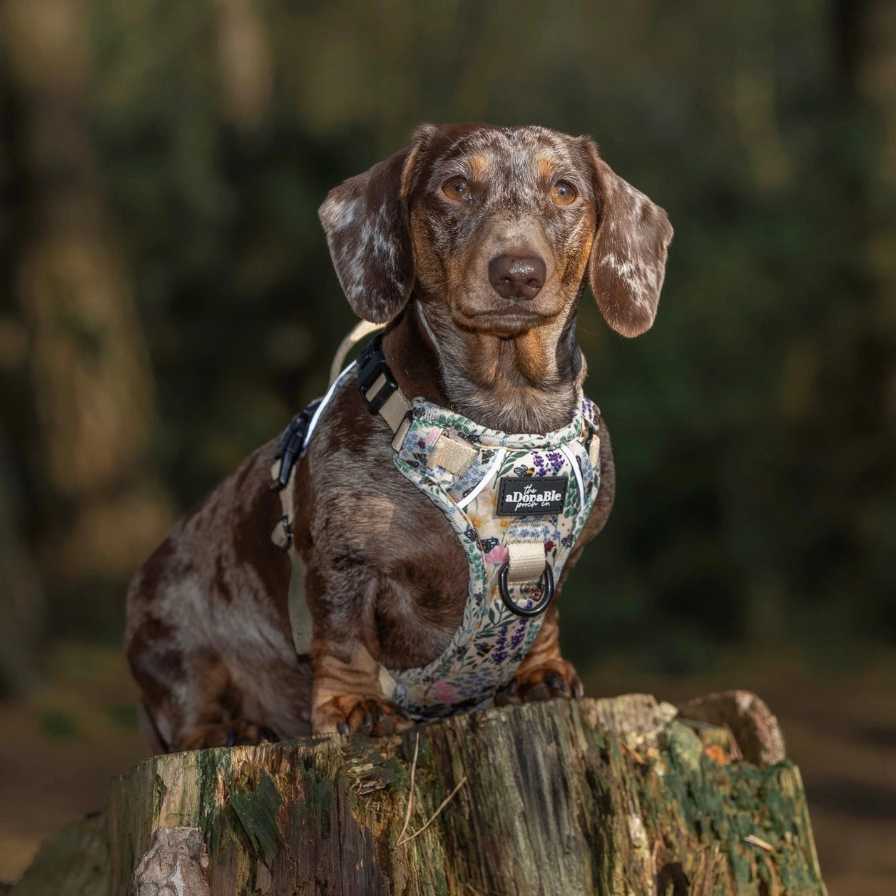 Dog Collar - Bumbles & Butterflies