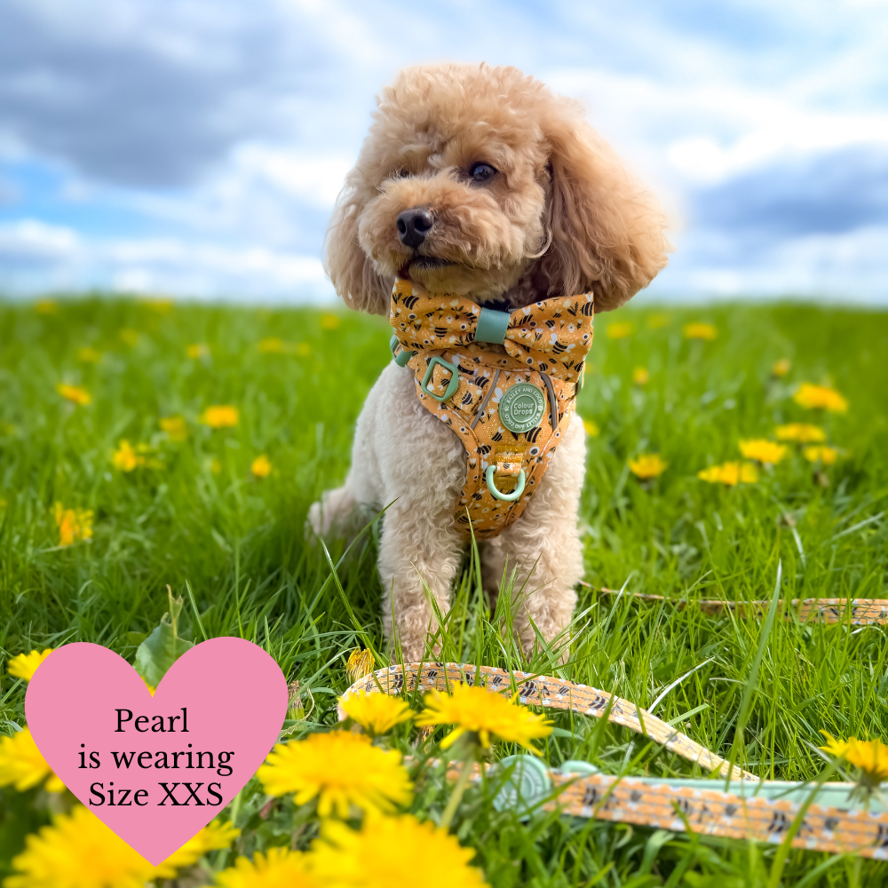 Trail & Glow Dog Harness Bundle Set - Colour Drops - Wanna-Bee: S / S