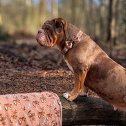 Disney© Bow Tie - Slinky: Regular