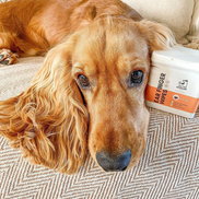 Dog Ear Wipes