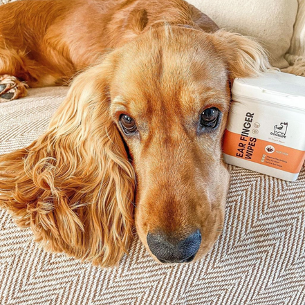 Dog Ear Wipes