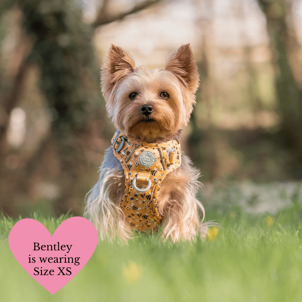 Trail & Glow Dog Harness Bundle Set - Colour Drops - Wanna-Bee: L / L
