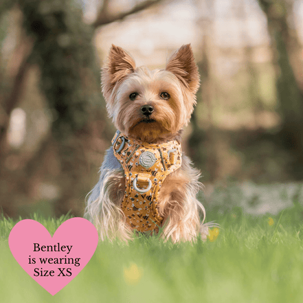 Trail & Glow Dog Harness Bundle Set - Colour Drops - Wanna-Bee: M / M