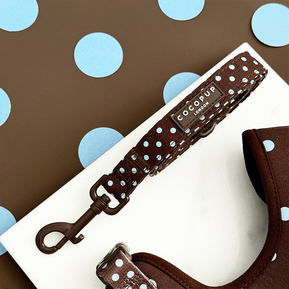 Biscotti Blue Lead