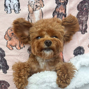 The Oodles & Doodles Dog Blanket