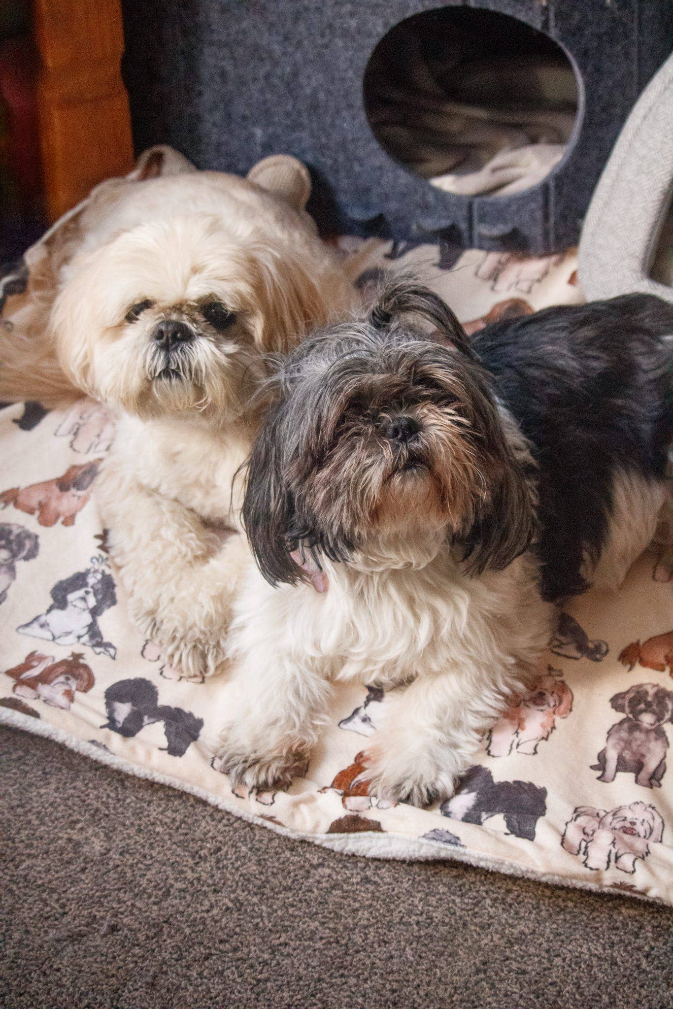Shih Tzu Dog Blanket