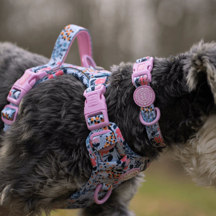 Bailey and Coco Trail & Glow Adjustable Collar - Colour Drops - Spring Dreams