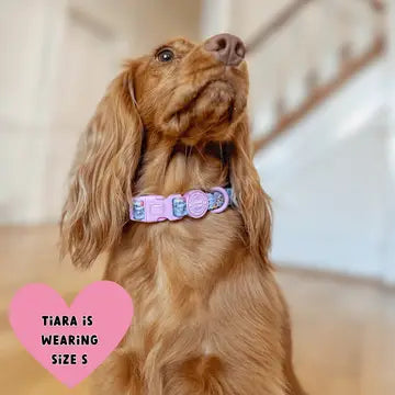 Bailey and Coco Trail & Glow Adjustable Collar - Colour Drops - Spring Dreams
