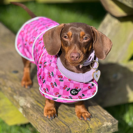 🍒 Cherries Lightweight Dachshund Jacket 🍒