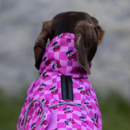 🍒 Cherries Lightweight Dachshund Jacket 🍒