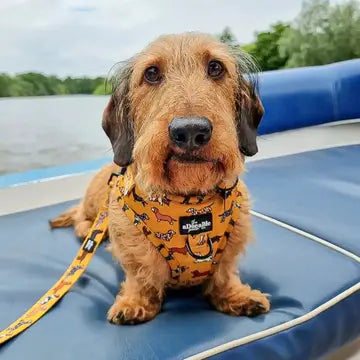 Adjustable Harness - Dashing Dachshunds