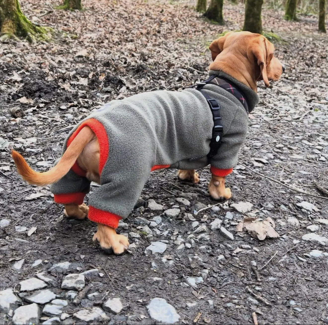 Dachshund Fleece Winter Suits with 4 Legs