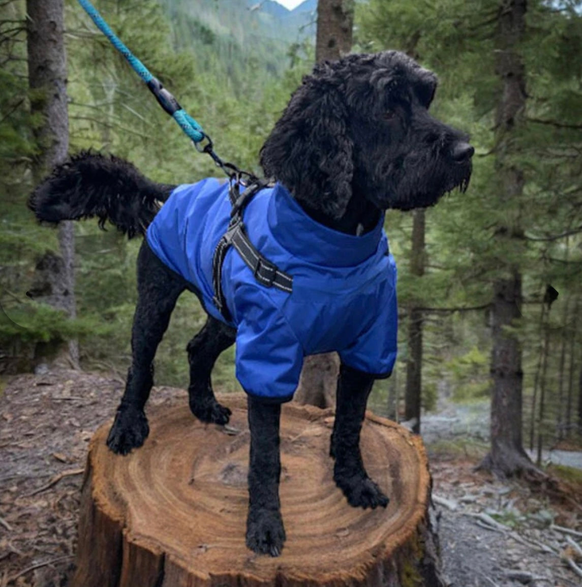Verano - Lightweight Waterproof Dog Coat with Built in Harness