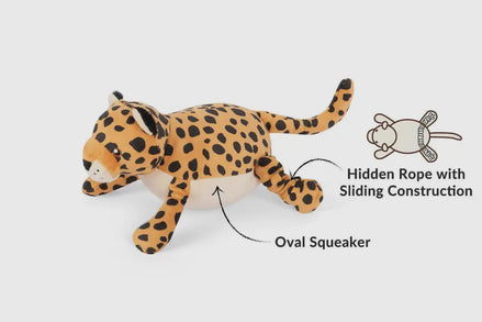 Big Five of Africa - Leopard
