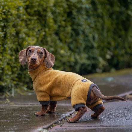 Dachshund Fleece Winter Suits with 4 Legs