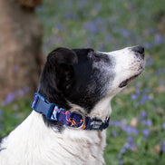 Apex® Collar Nebula