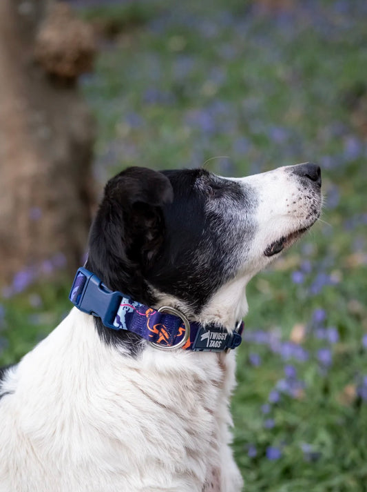 Apex® Collar Nebula