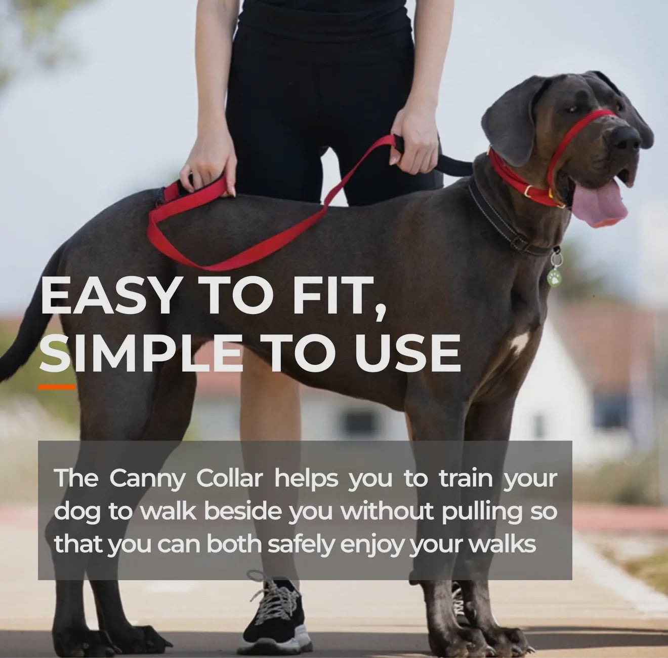 Canny Colossus No Pull Dog Headcollar - Large, Giant Breeds