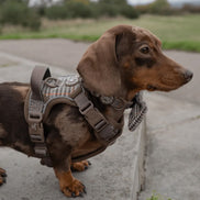 Bailey & Coco Trail & Glow Tweed Dog Harness - Colour Drops - Heritage Plaid