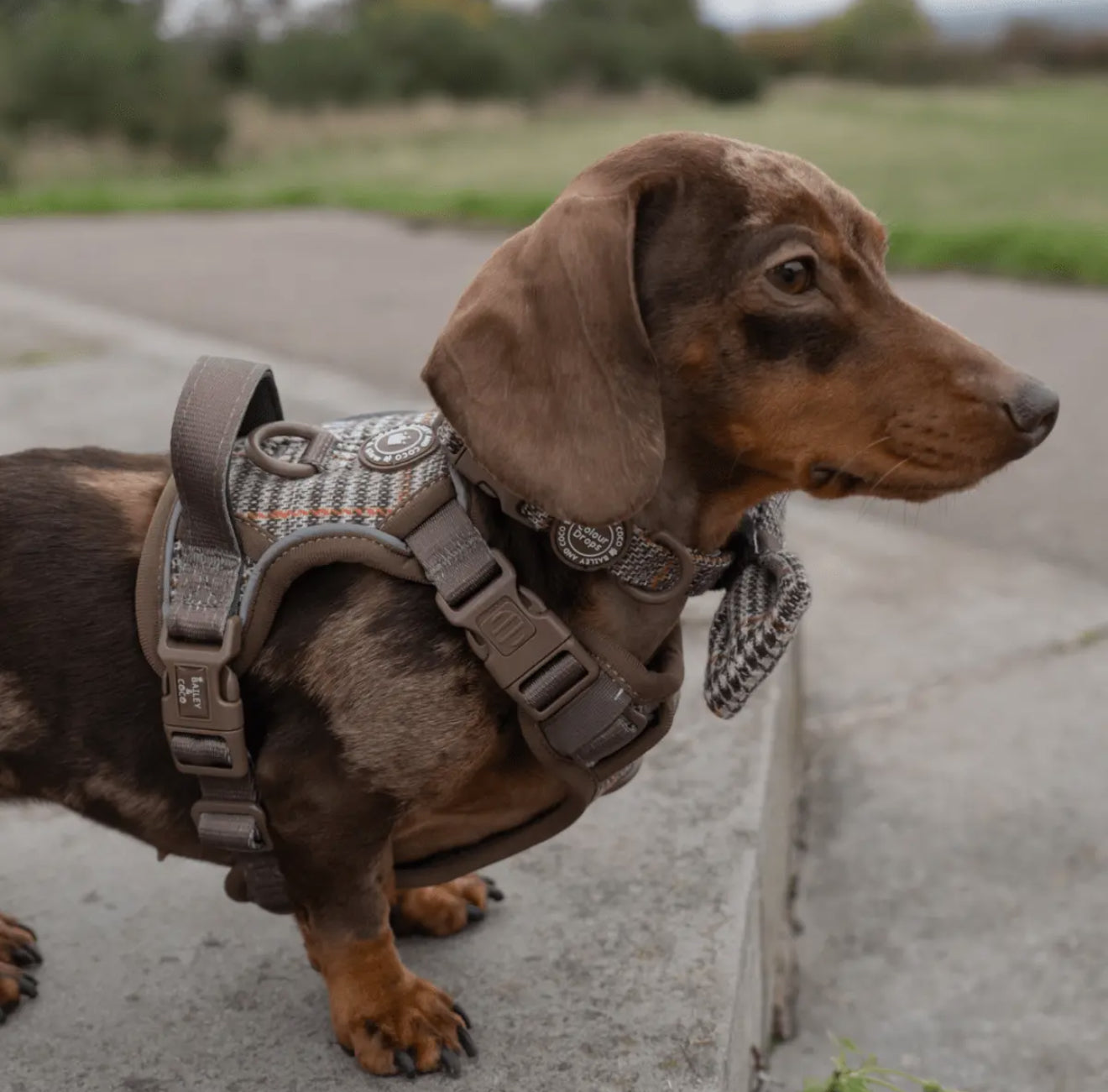 Trail & Glow - Dog Harness Bundle Set - Colour Drops - Heritage Plaid