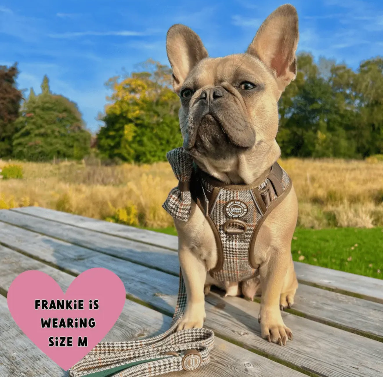 Bailey & Coco Trail & Glow Tweed Dog Harness - Colour Drops - Heritage Plaid