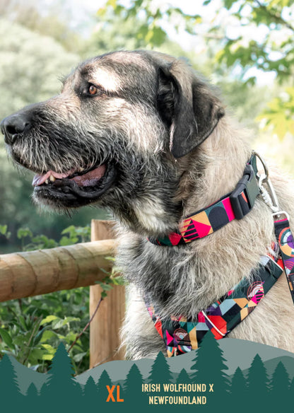 Aurora Comfort Collar