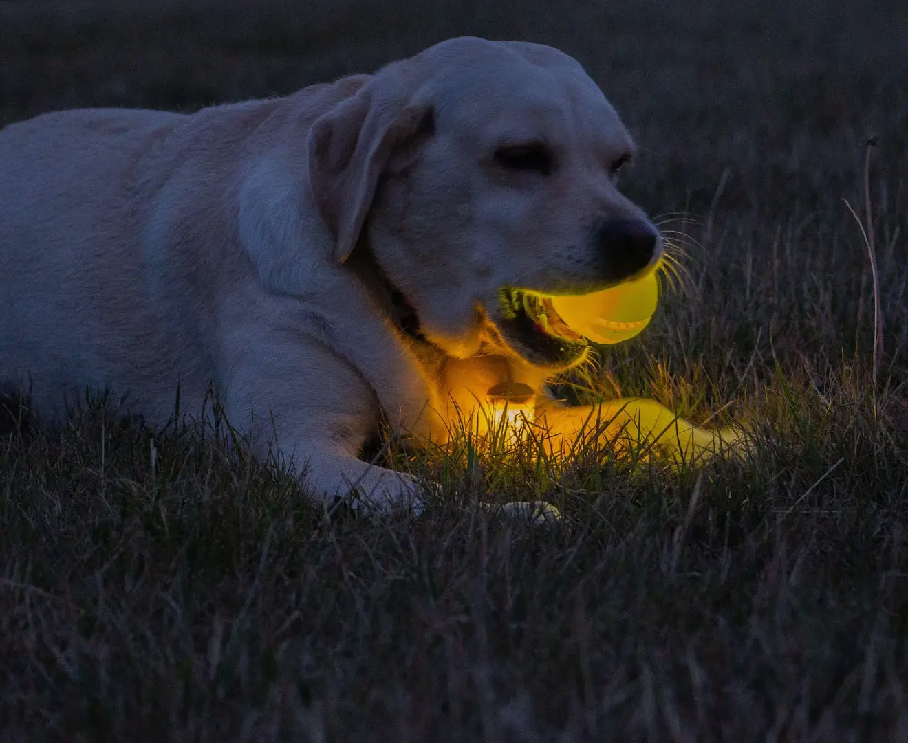 Rechargeable Led Dog Ball
