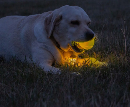 Rechargeable Led Dog Ball